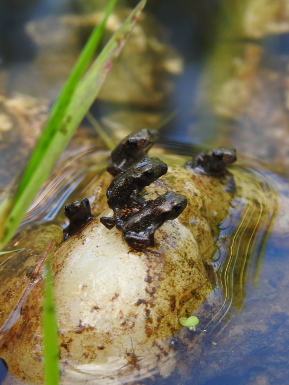 Junge Erdkröten