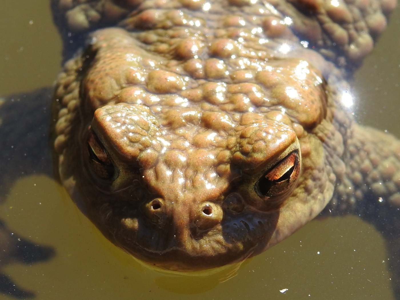 Portrait einer Erdkröte